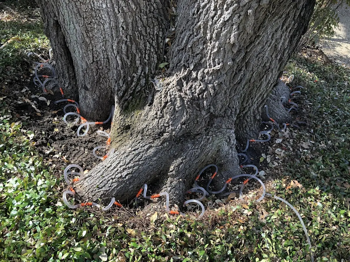 Detailed Tree Cabling and Bracing job site in Grimes