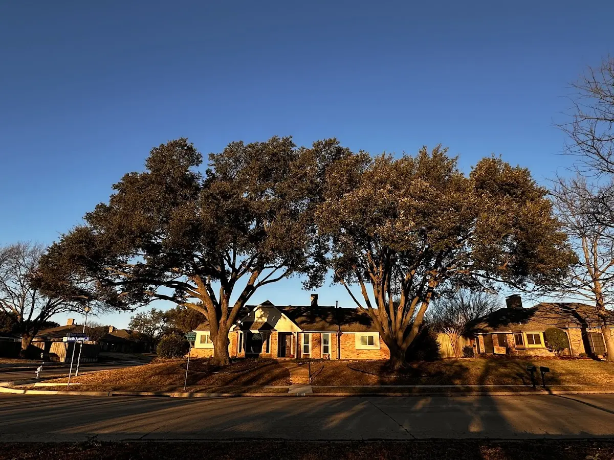 Established residential canopy tree shading a home in Grimes