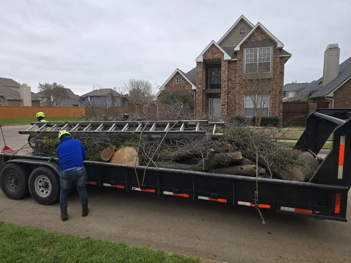 Expert Tree Pest Control with proper safety equipment in Grimes